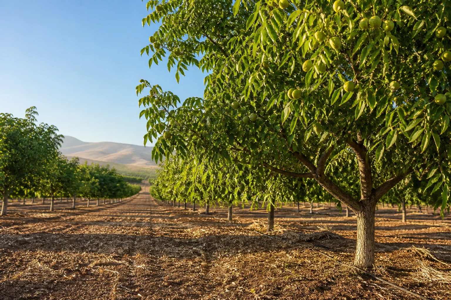 Sunlit nut orchard rows with mature trees